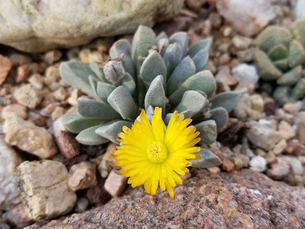 Thumbnail: Aloinopsis peersii syn: Deilanthe peersii