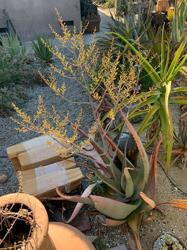 Aloe canarina - Canary Aloe | ETHICAL DESERT