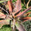 Thumbnail: Aloe canarina - Canary Aloe