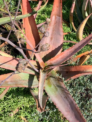 Aloe canarina - Canary Aloe | ETHICAL DESERT