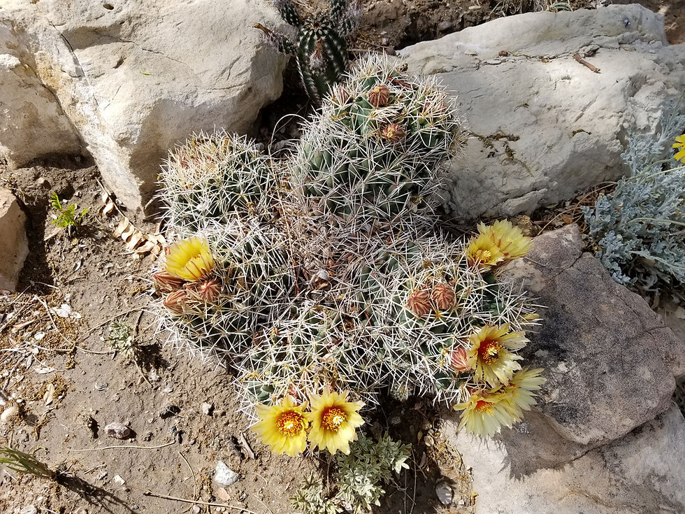 Thumbnail: Coryphantha robustispina ssp. uncinata Truth or Consequences, NM