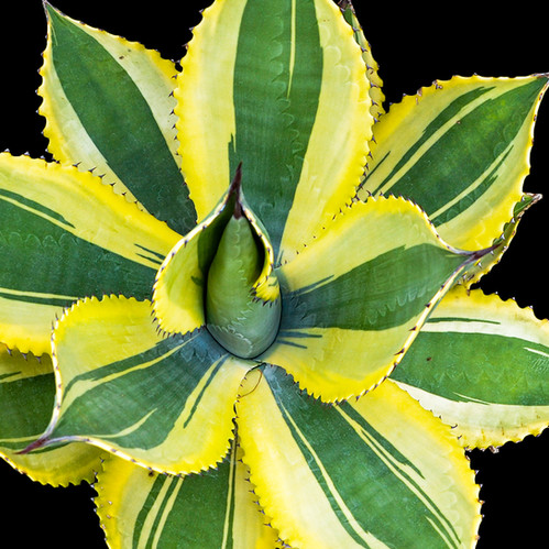 アガベ Ripple Effect Agave 'Ripple Effect' | ETHICAL DESERT