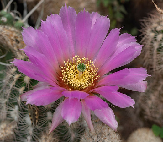 Echinocereus baileyi | ETHICAL DESERT
