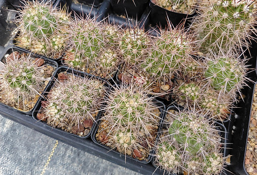 Echinocereus pacificus San Carlos, BCS | ETHICAL DESERT