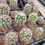 Thumbnail: Echinocereus dasyacanthus var. rectispinus
