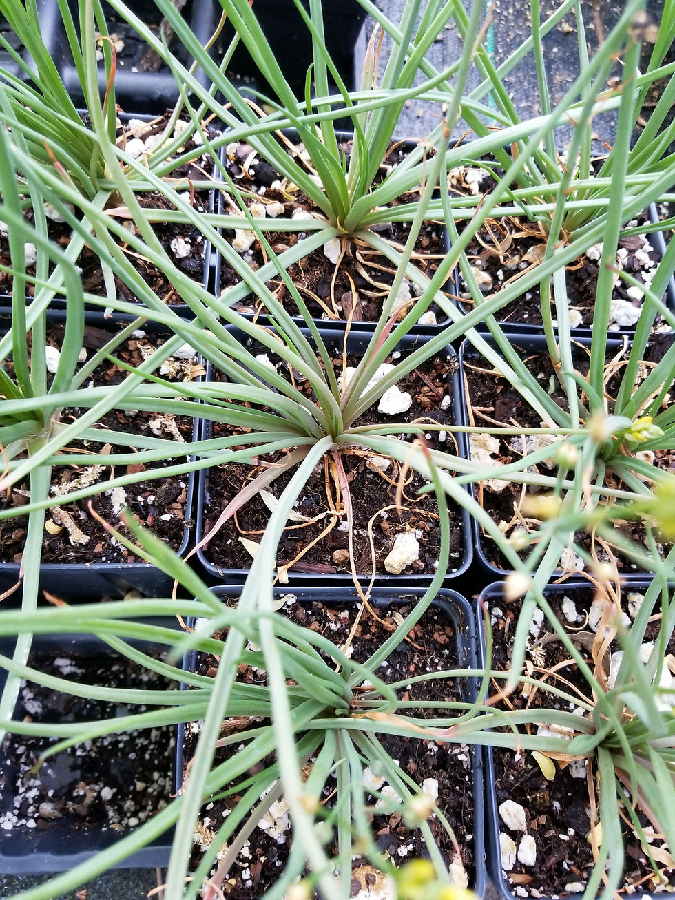 Thumbnail: Bulbine abyssinica Cold Hardy Form