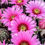 Thumbnail: Echinocereus reichenbachii x E. fendleri