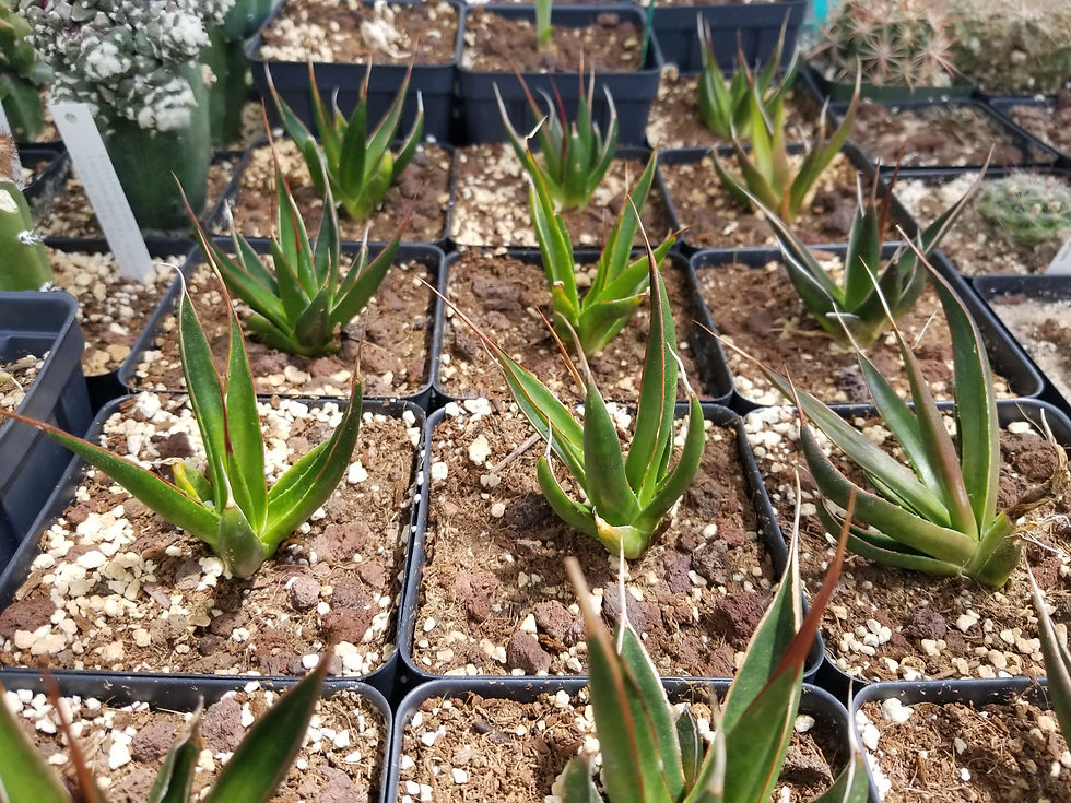 Agave pelona