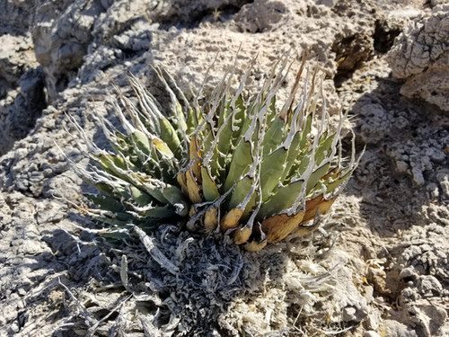 Agave utahensis forma nevadensis 'Potosi Pass' | ETHICAL DESERT