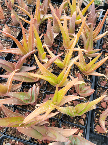 Aloe canarina - Canary Aloe | ETHICAL DESERT