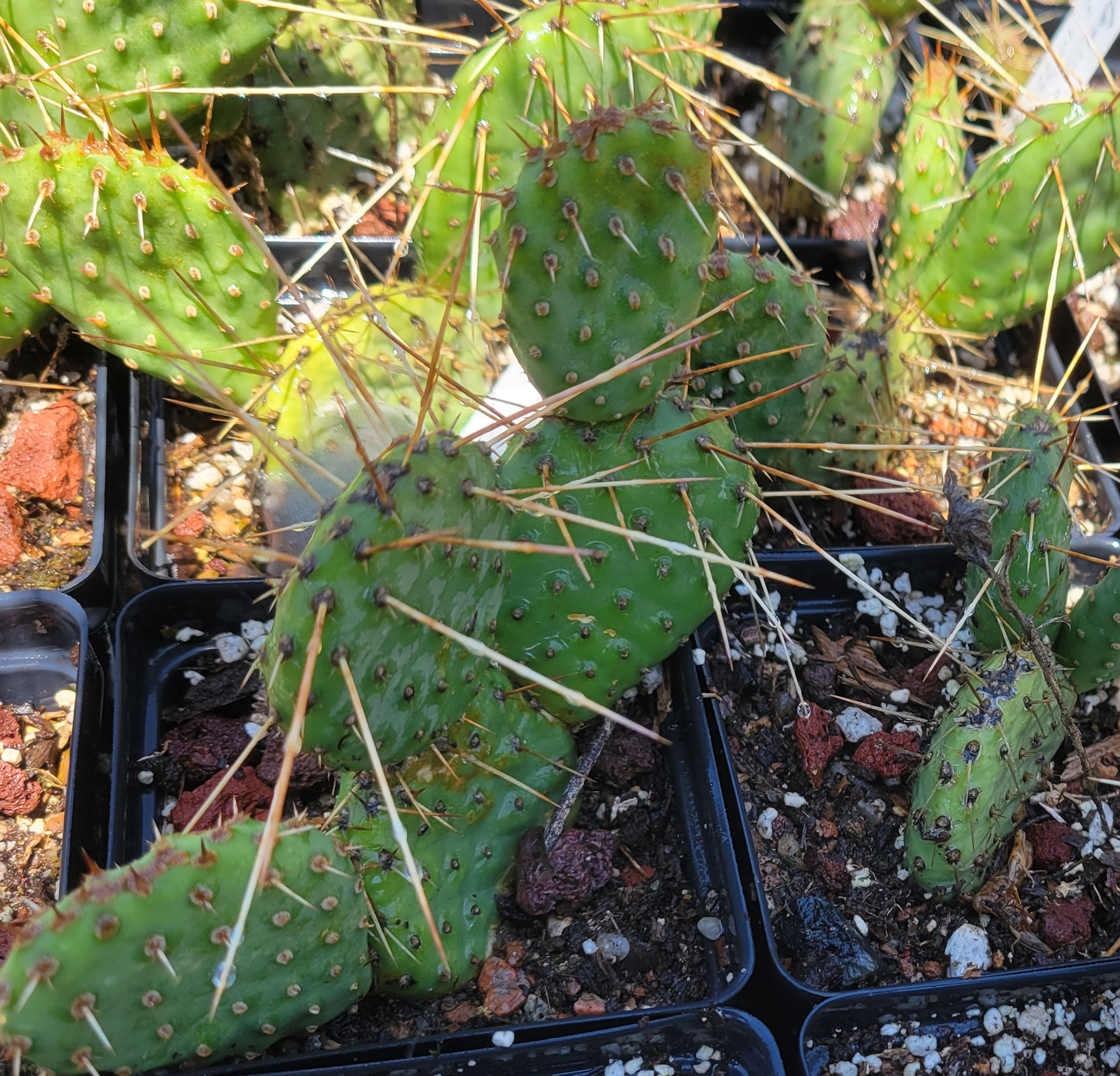 Opuntia "Arroyo Hondo'