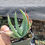 Thumbnail: Aloe globuligemma