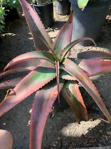 Aloe canarina - Canary Aloe | ETHICAL DESERT