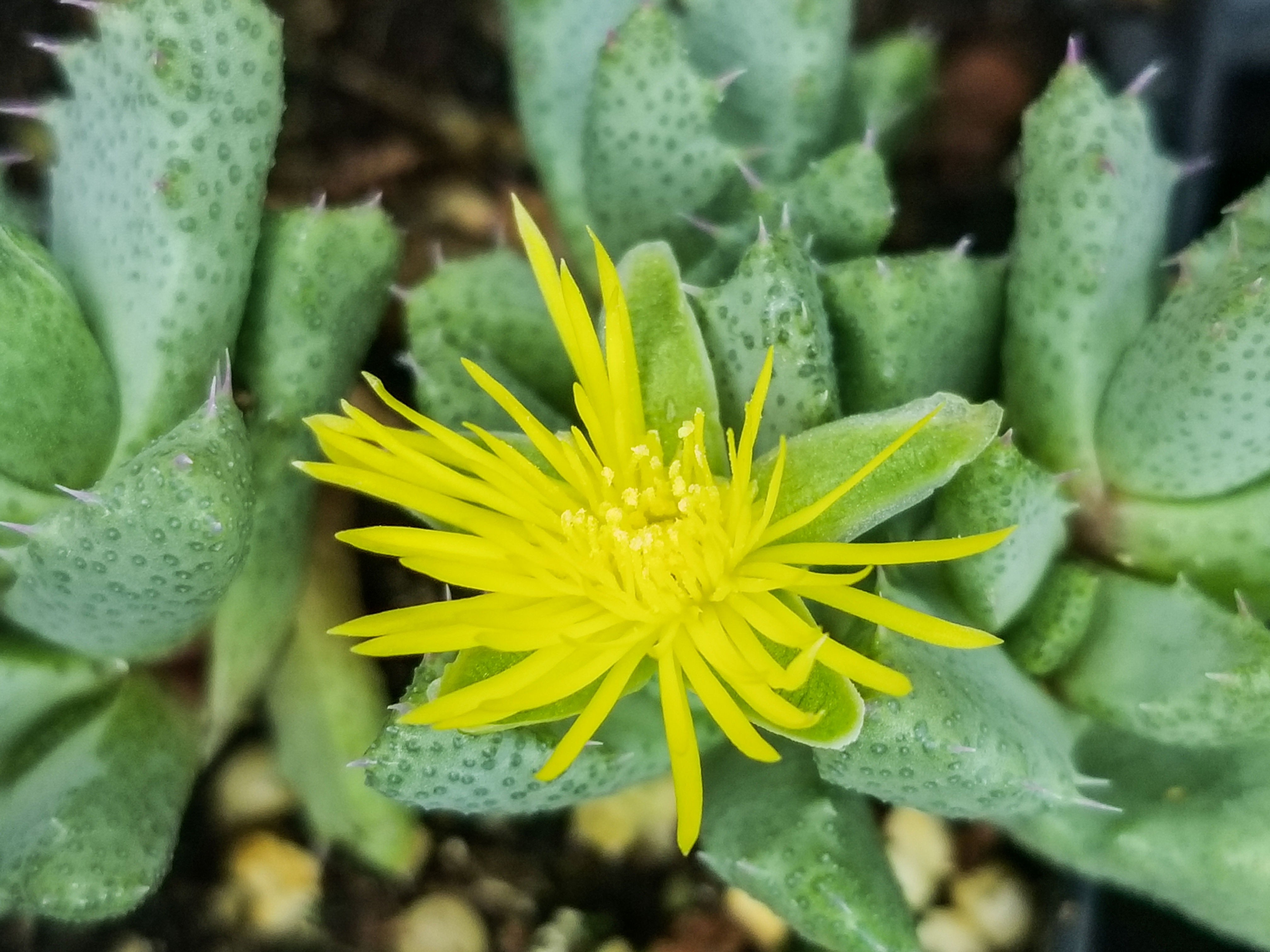 Stomatium suaveolens (Syn: stomatium sp. Sutherlund)