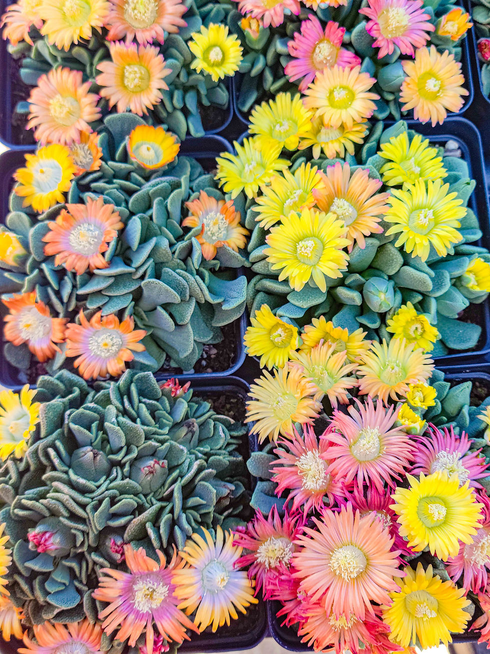 Aloinopsis "Desert Sunset"