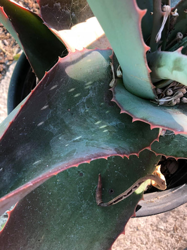 Aloe canarina - Canary Aloe | ETHICAL DESERT