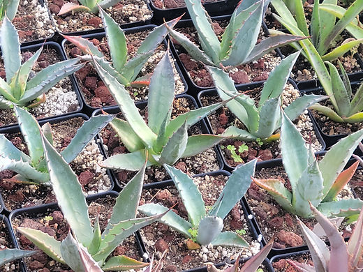 Agave chrysantha Crown King, AZ | ETHICAL DESERT