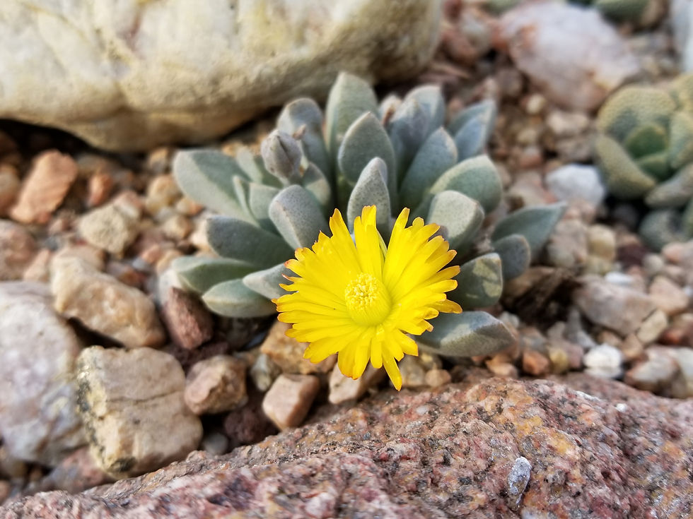 Aloinopsis peersii syn: Deilanthe peersii