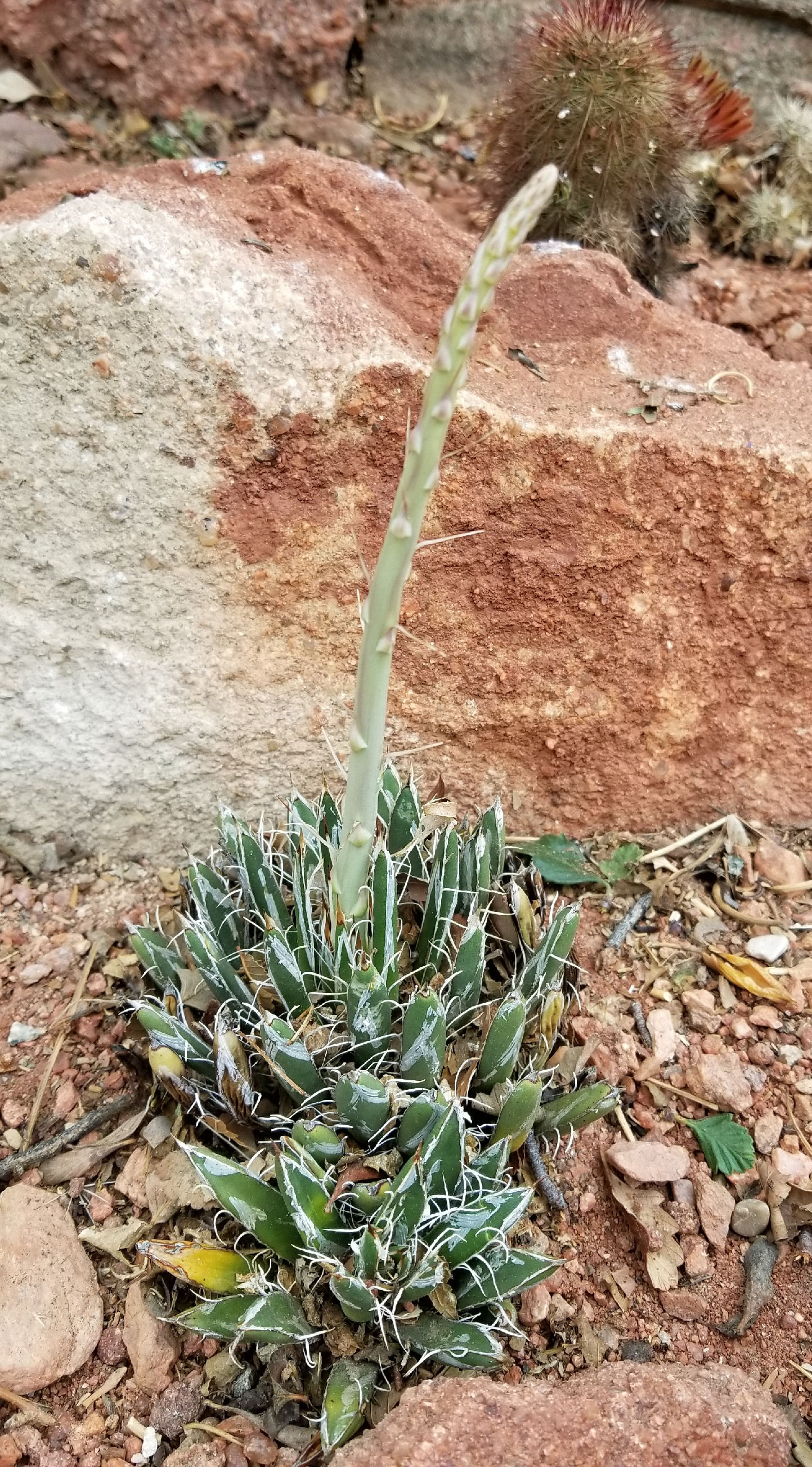 Agave polianthiflora Nácori Chico, MX 5900ft
