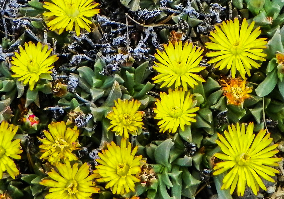 Thumbnail: Chasmatophyllum masculinum 'Hardy Tiger Jaws'