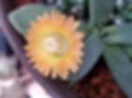 Thumbnail: Aloinopsis thudichumii  syn: Deilanthe thudichumii