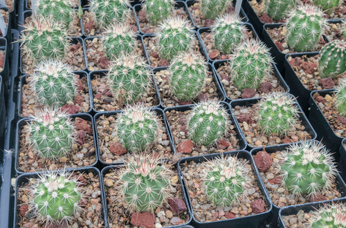 Echinocereus x lloydii - Ft Stockton, TX | ETHICAL DESERT