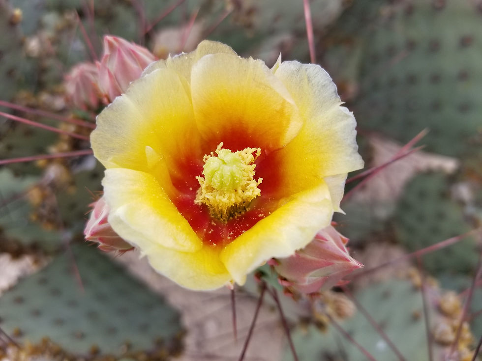 Thumbnail: Opuntia macrocentra Belen, NM 5000ft
