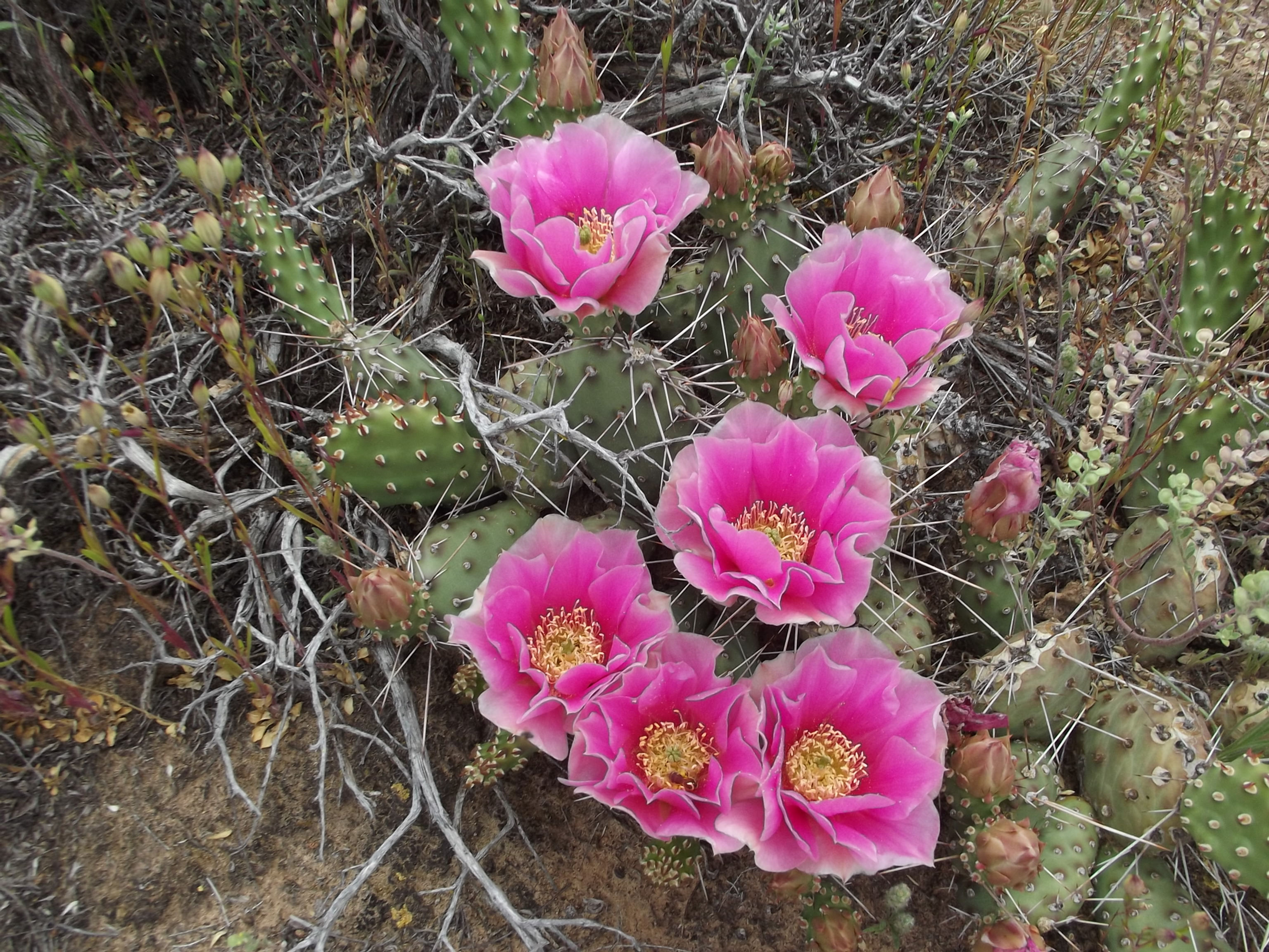 Opuntia x coloradensis