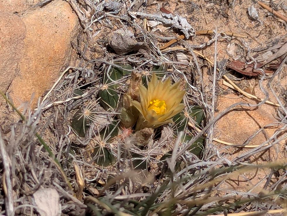 Thumbnail: Escobaria missouriensis - San Ysidro, NM
