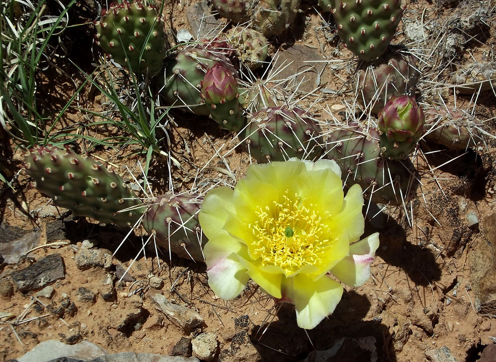 Thumbnail: Opuntia x coloradensis