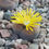 Thumbnail: Lithops lesliei  'Kimberly form'