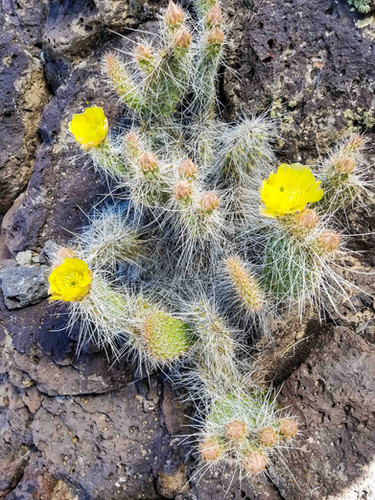 Opuntia polyacantha ssp. hystracina (syn: O. trichophora