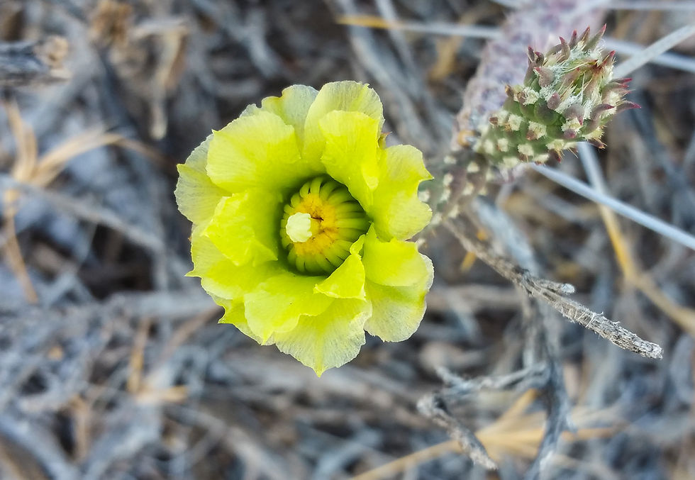 Cylindropuntia ramosissima Cold Creek, NV 7000ft