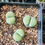 Thumbnail: Lithops salicola  'Malachite form' C351