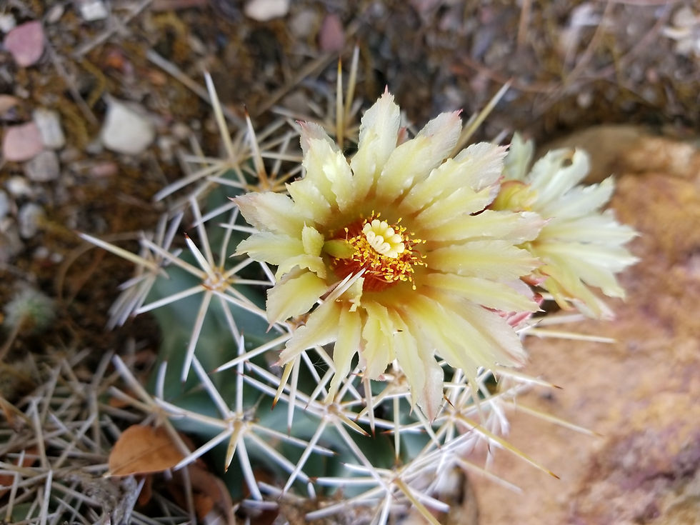 Thumbnail: Coryphantha robustispina ssp. uncinata Truth or Consequences, NM
