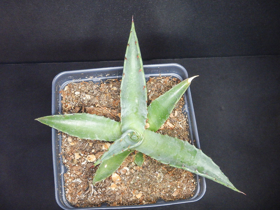 Thumbnail: Agave mckelveyana Hualapai Mts, AZ 7000ft