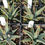 Thumbnail: Agave utahensis x Agave kaibabensis 'Shark teeth'