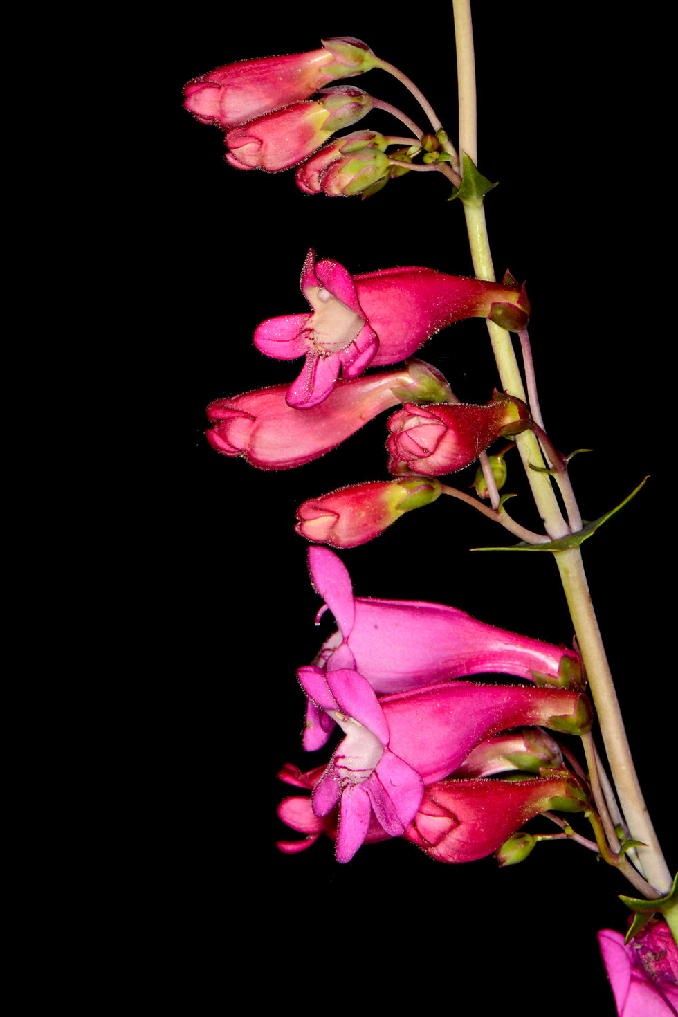 Thumbnail: Penstemon pseudospectabilis 'Arizona Beardtongue'