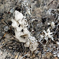 Subterranean_Termite_Tubes_(207706204).jpg