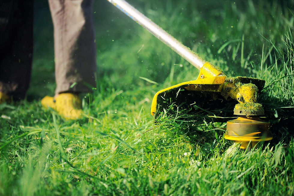 Lawn Trimming Closeup