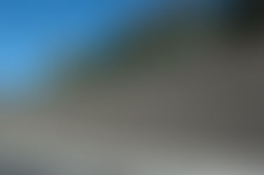 Alaska Street: Saving a 100-Year-Old Home, Heirloom Olive Trees — and $133,000