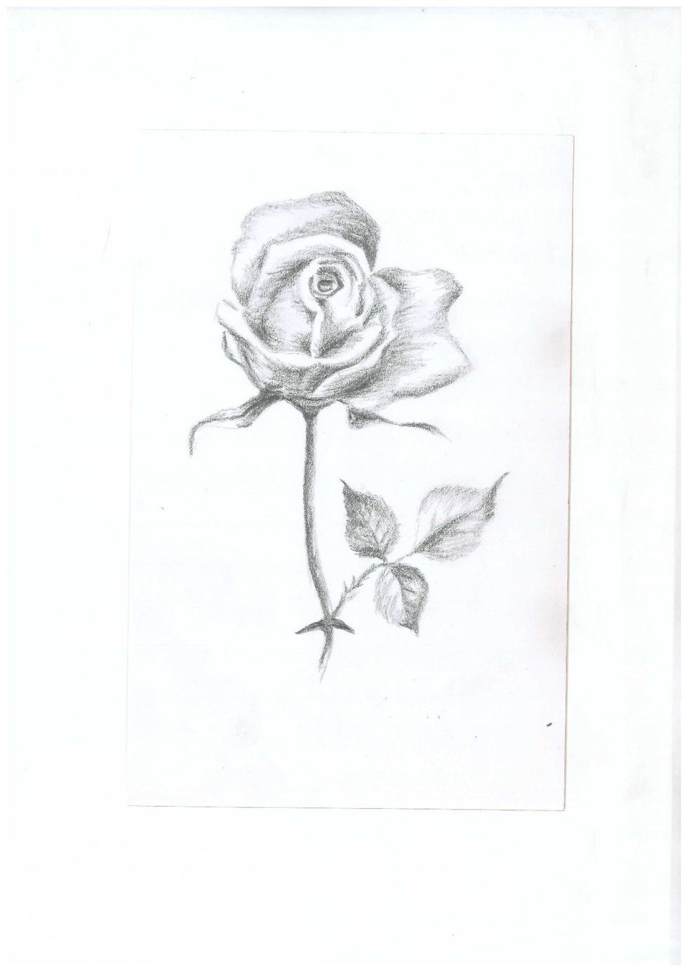 Single rose 