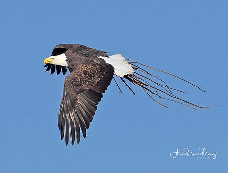 eaglewithbrushcloseup.jpg