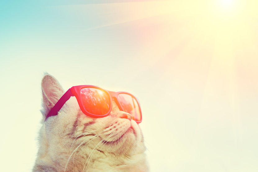 Summer Lovin'.jpeg