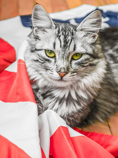 July kitty.jpeg