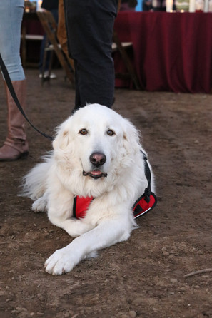 a large long haired white dog wearing a red vest lays down on the floor and looks at the camera