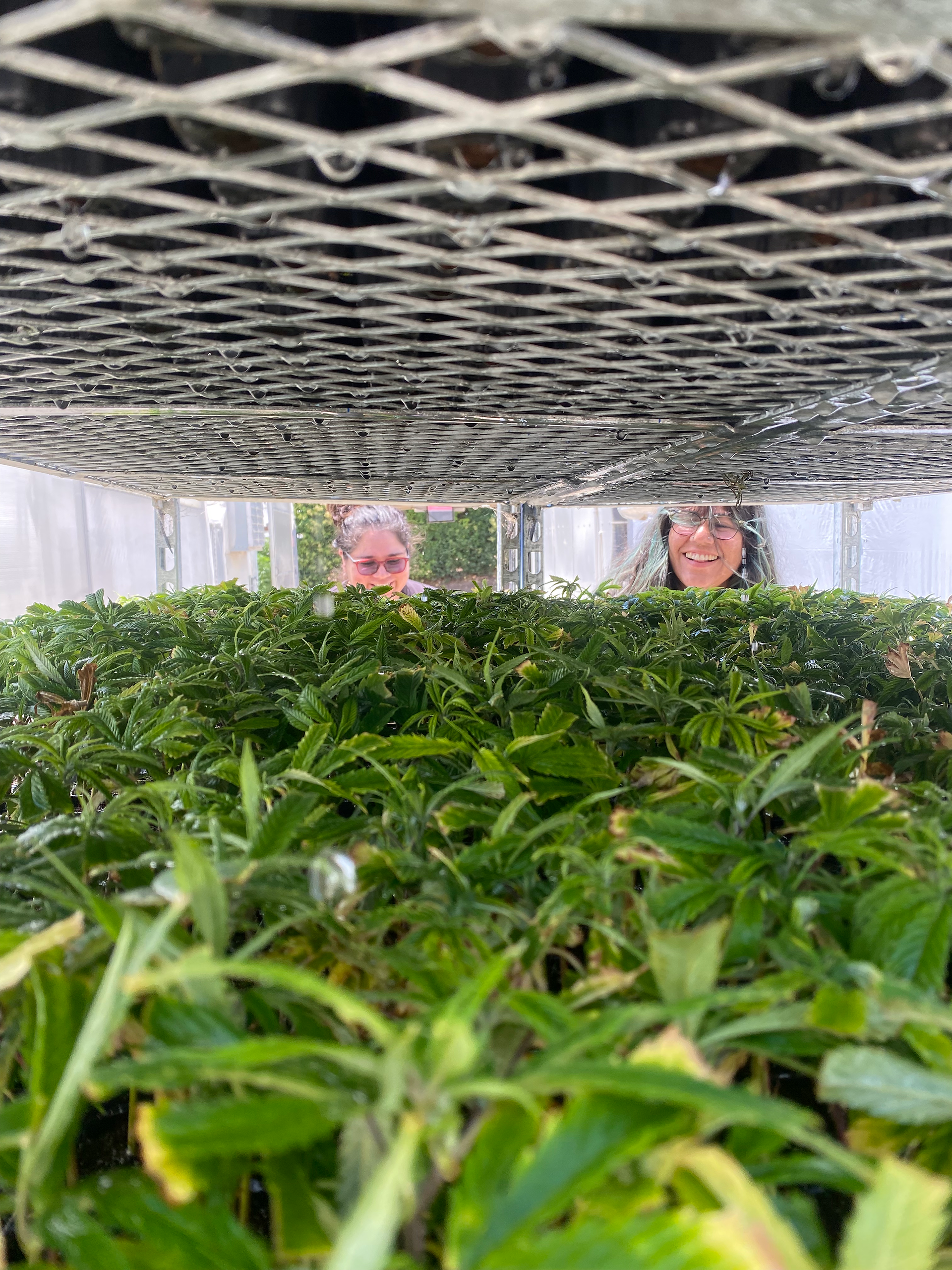 Coastal Sun staff members smile at the end of a row of young cannabis nursery plants