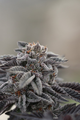 a dark cannabis flower is contrasted by the many trichomes softly brightened by the mixed light in Coastal Sun's greenhouse