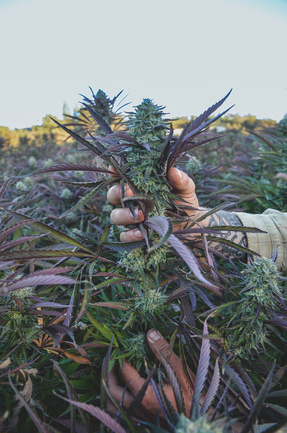 A hand gripping a large, purple-tinged cannabis plant in a field under a clear sky, showcasing the plant's dense, leafy structure.