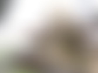 Close-up of Coastal Sun Hash Burger cannabis plant with green leaves, purple hues, and frosty trichomes. Blurred background gives a serene, natural feel.